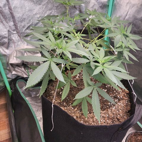 Haze growlog timeline photo