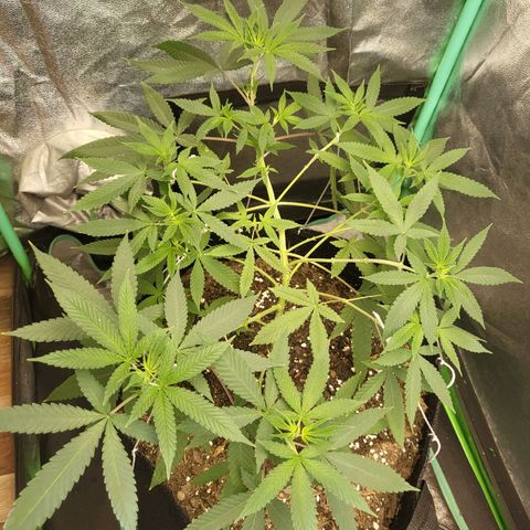 Haze growlog timeline photo