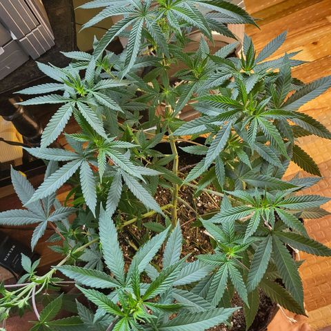 Haze growlog timeline photo