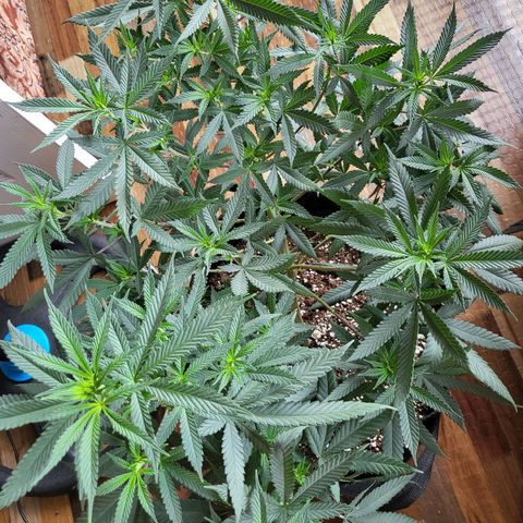 Haze growlog timeline photo