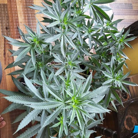Haze growlog timeline photo