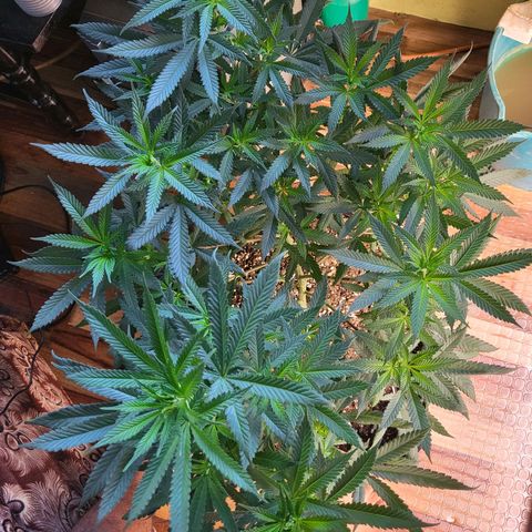 Haze growlog timeline photo