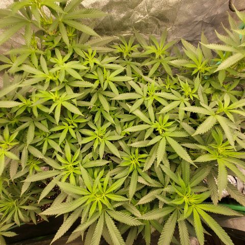 Haze growlog timeline photo