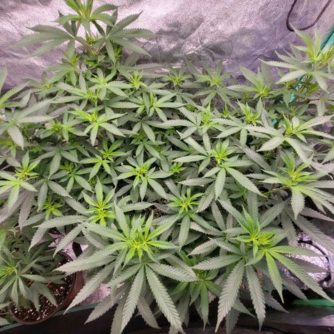 Haze growlog timeline photo