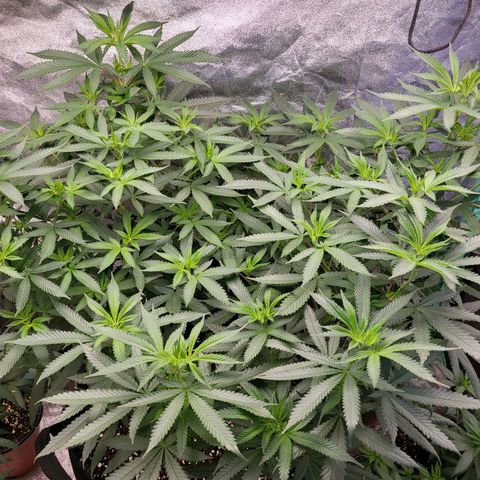 Haze growlog timeline photo