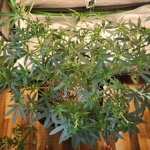 Haze growlog timeline photo