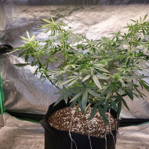 Haze growlog timeline photo