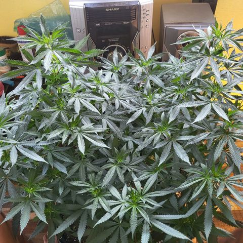Haze growlog timeline photo