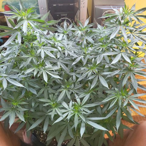 Haze growlog timeline photo
