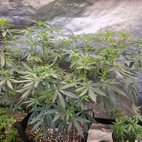 Haze growlog timeline photo