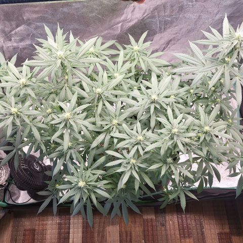 Haze growlog timeline photo