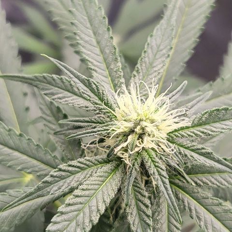 Haze growlog timeline photo