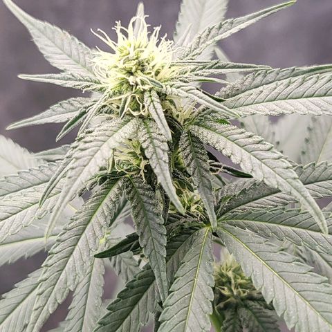 Haze growlog timeline photo