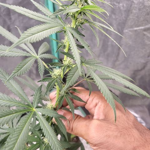 Haze growlog timeline photo