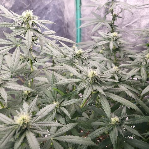 Haze growlog timeline photo