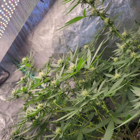 Haze growlog timeline photo