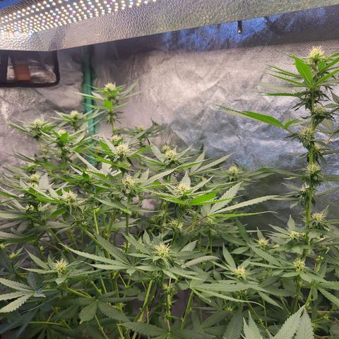 Haze growlog timeline photo