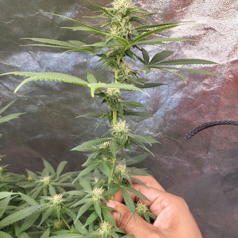 Haze growlog timeline photo
