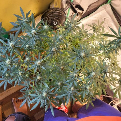 Haze growlog timeline photo