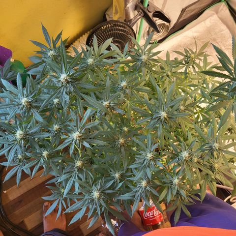 Haze growlog timeline photo