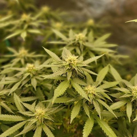 Haze growlog timeline photo