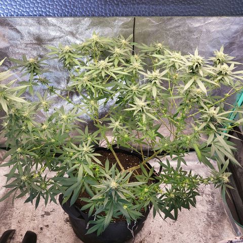 Haze growlog timeline photo