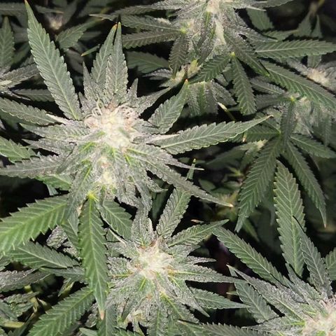 Haze growlog timeline photo