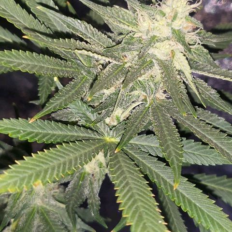 Haze growlog timeline photo