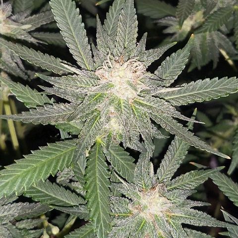Haze growlog timeline photo