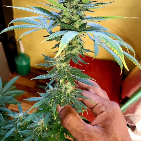 Haze growlog timeline photo