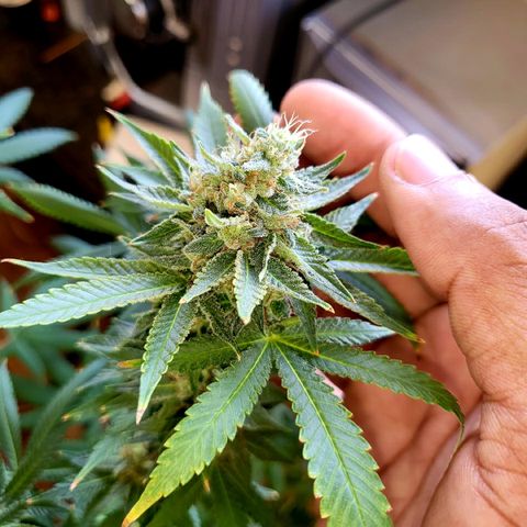 Haze growlog timeline photo