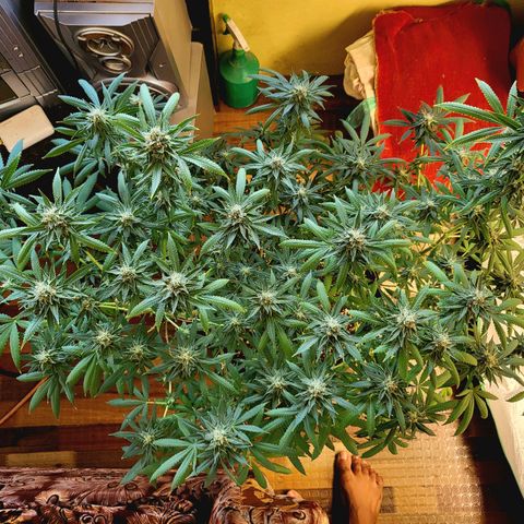 Haze growlog timeline photo