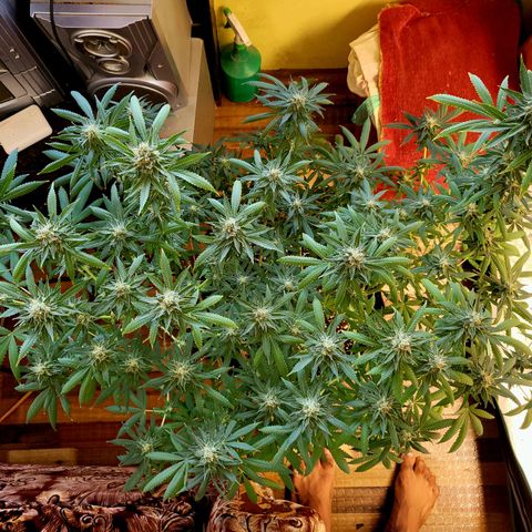 Haze growlog timeline photo