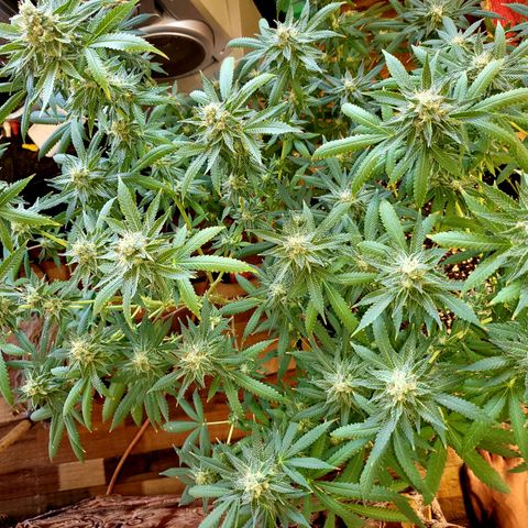 Haze growlog timeline photo