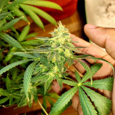 Haze growlog timeline photo