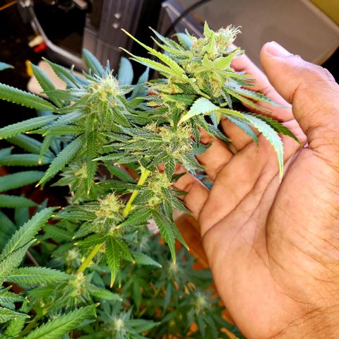 Haze growlog timeline photo