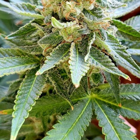 Haze growlog timeline photo