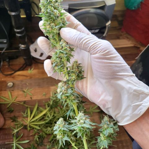 Haze growlog timeline photo