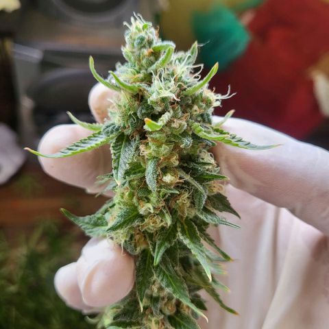 Haze growlog timeline photo