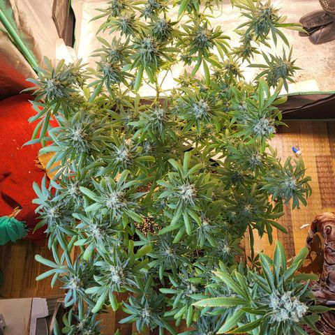 Haze growlog timeline photo