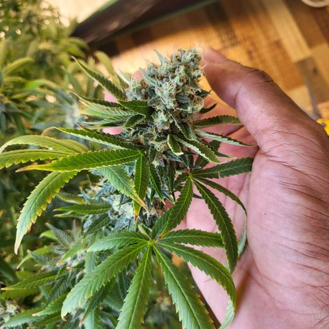 Haze growlog timeline photo