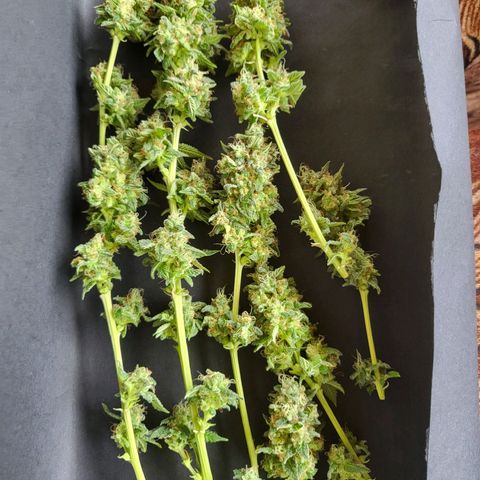 Haze growlog timeline photo