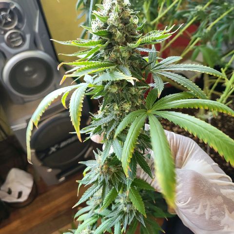 Haze growlog timeline photo
