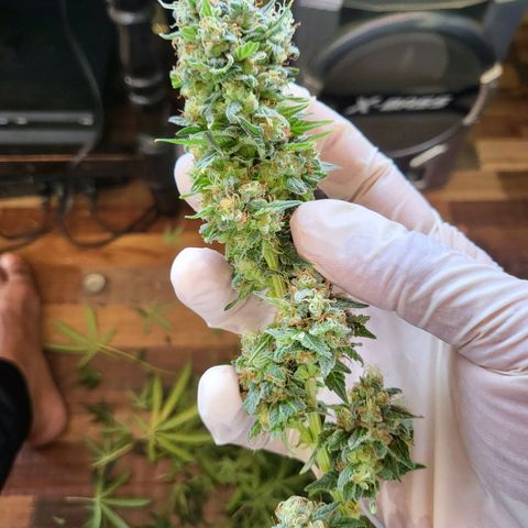 Haze growlog timeline photo