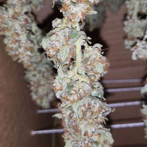 Haze growlog timeline photo