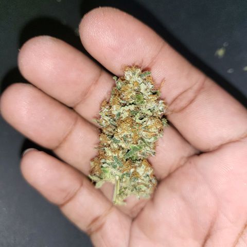 Haze growlog timeline photo