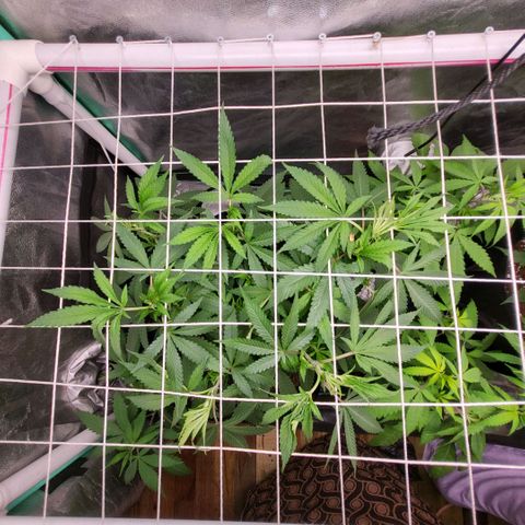 Haze  #1 growlog timeline photo
