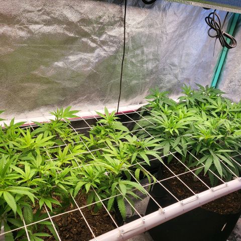 Haze  #1 growlog timeline photo