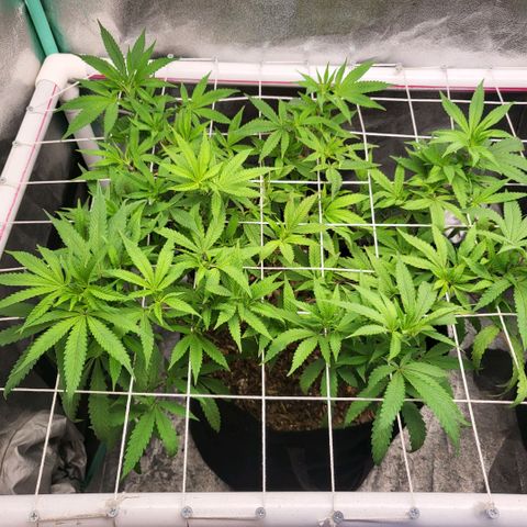 Haze  #1 growlog timeline photo