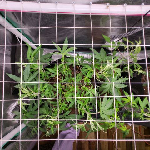 Haze  #1 growlog timeline photo